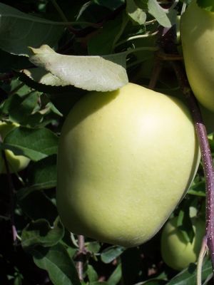 Malus domestica Grandpa's SummerGold - Grandpa's SummerGold Apple