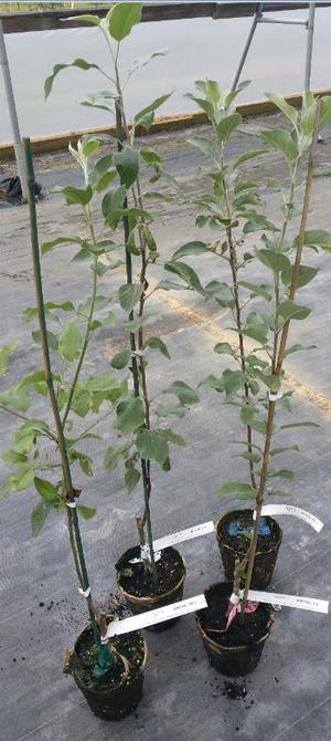 Pyrus communis Future FastFruitTrees - Future FastFruitTrees Pyrus communis Future FastFruitTrees - Future FastFruitTrees