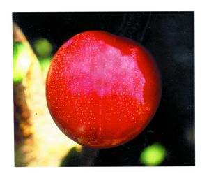 Prunus salicina Santa Rosa - Santa Rosa Japanese Plum Prunus salicina Santa Rosa - Santa Rosa Japanese Plum