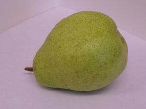 Pyrus communis Hardy Wisconsin - Hardy Wisconsin Pear