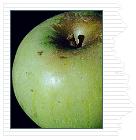 Malus domestica Albemarle Pippen - Albemarle Pippen