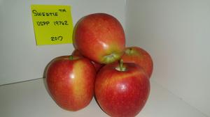 Malus domestica Sweetie(TM) - Sweetie(TM) Apple Malus domestica Sweetie(TM) - Sweetie(TM) Apple