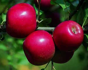 Malus domestica Enterprize - Enterprize Apple