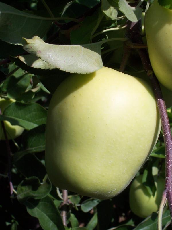 Malus domestica Golden Delicious-Prime Gold - Prime Gold Golden Delicious Malus domestica Golden Delicious-Prime Gold - Prime Gold Golden Delicious