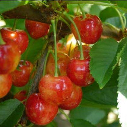 Prunus avium RadiancePearl - RadiancePearl Blush Sweet Cherry