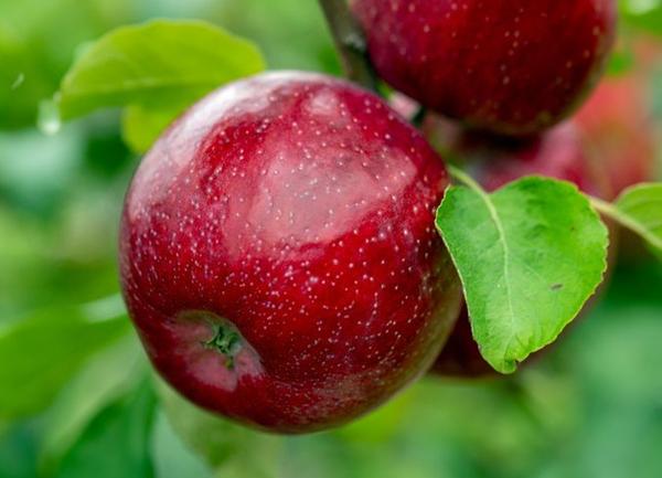 Malus domestica Triumph™ - Triumph™ Apple