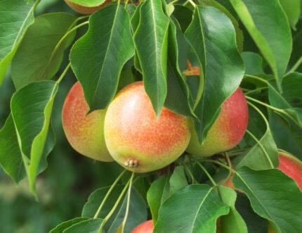 Pyrus hybrid Juicy Jewel™ - Juicy Jewel™ Asian Type Pear Pyrus hybrid Juicy Jewel™ - Juicy Jewel™ Asian Type Pear