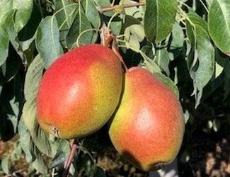 Pyrus communis Bell - Bell Pear Pyrus communis Bell - Bell Pear