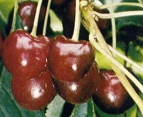 Prunus avium Attika(r) - Attika(r) Dark Sweet Cherry