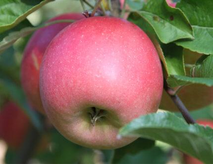 Malus domestica Bonita™ - Bonita™ Apple