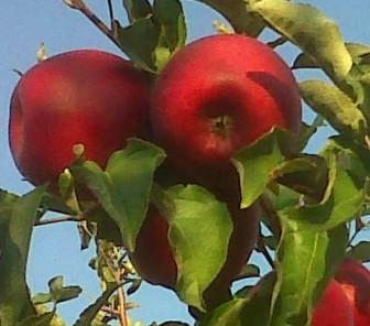 Malus domestica Story® - Story® Apple Malus domestica Story® - Story® Apple