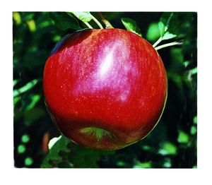 Ida Red Apples - Apple Holler