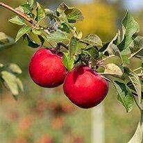Malus domestica Kudos™ (MN 33 cv) - Kudos™ Apple