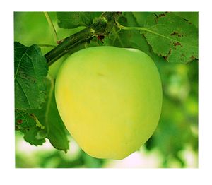Malus domestica Lodi - Lodi Apple Malus domestica Lodi - Lodi Apple