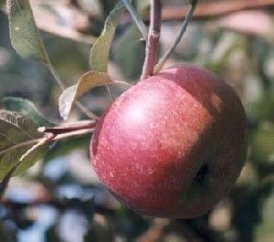 Malus domestica Macoun - Macoun Apple