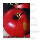 Malus domestica Melrose - Melrose Apple Malus domestica Melrose - Melrose Apple
