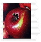 Malus domestica Winesap - Red - Winesap Red Apple Malus domestica Winesap - Red - Winesap Red Apple