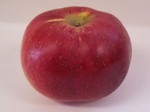 Malus domestica Wolf River - Wolf River Apple Malus domestica Wolf River - Wolf River Apple