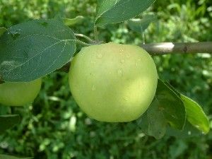 Malus domestica 'Granny Smith' (Semi-Dwarf Apple)