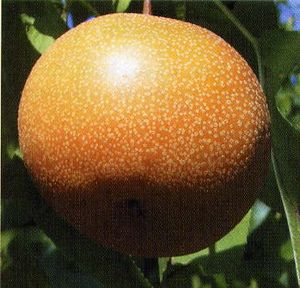 Pyrus pyrifolia Hosui - Hosui Asian Pear