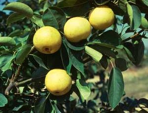 Pyrus pyrifolia Shinseiki - Shinseiki Asian Pear Pyrus pyrifolia Shinseiki - Shinseiki Asian Pear