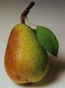 Pyrus communis Clapp's Favorite - Clapp's Favorite Pear Pyrus communis Clapp's Favorite - Clapp's Favorite Pear