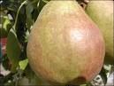 Pyrus communis Comice - Comice Pear