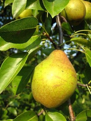 Pyrus communis Magness - Magness Pear Pyrus communis Magness - Magness Pear