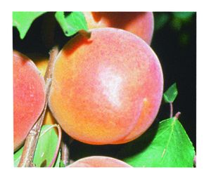 Prunus armeniaca Tilton - Tilton Apricot