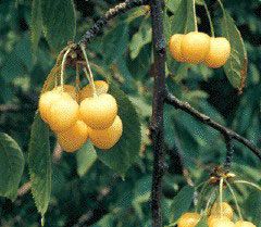 gold sweet cherry