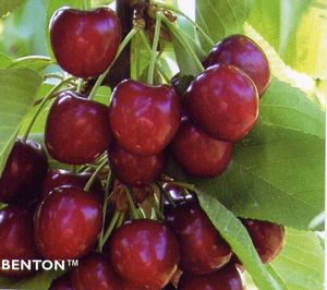 Prunus avium Schneider - Schneider Dark Sweet Cherry