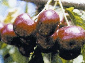 Prunus avium Summit - Summit Dark Sweet Cherry Prunus avium Summit - Summit Dark Sweet Cherry