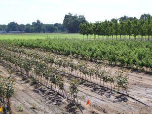 Proper Watering and Irrigation of Fruit Trees