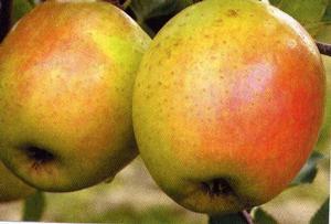Controlling Scab in Apples