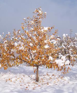 Overwintering Fruit Trees