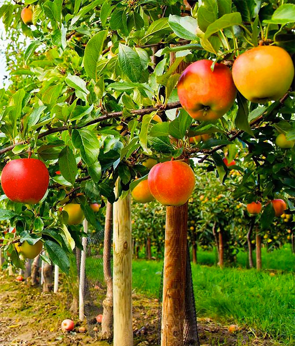 Buy the best fruit trees for your backyard orchard from Grandpa's Orchard fruit tree nursery!