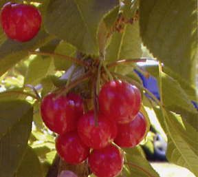 Prunus cerasus Montmorency - Montmorency Tart Cherry