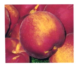 Prunus persica Flamin'Fury(R) PF- 27A - Flamin'Fury(R) PF- 27A Peach