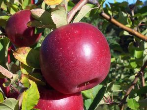 Malus domestica Grandpa's Rome-like Rezista® - Grandpa's Rome-like Rezista® Malus domestica Grandpa's Rome-like Rezista® - Grandpa's Rome-like Rezista®