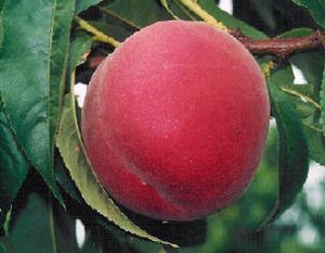 Prunus persica STELLAR® - Earlystar® Peach - STELLAR® - Earlystar® Peach