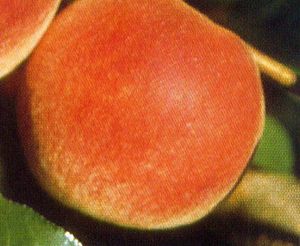 Prunus persica STELLAR® - Risingstar® Peach - STELLAR® - Risingstar® Peach Prunus persica STELLAR® - Risingstar® Peach - STELLAR® - Risingstar® Peach