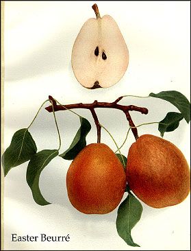 Pyrus communis Easter Pear - Easter Pear