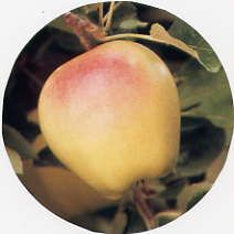 Malus domestica Carnefix Golden Delicious - Golden Delicious Apple (Early strain)