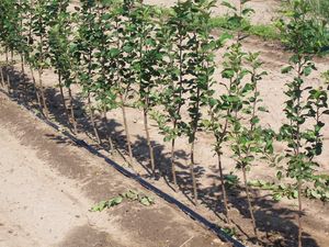 Malus rootstock EMLA 111 clonal rootstock - Malling 111 Semi-Standard Apple Rootstock