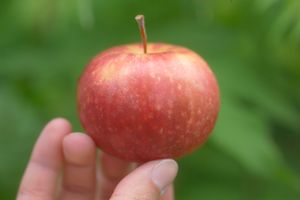 Malus domestica Frostbite™ - Frostbite™ Apple