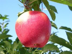 Malus domestica Initial - Initial Apple Malus domestica Initial - Initial Apple