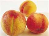 Prunus persica Golden Jubilee - Golden Jubilee Peach--- A real heirloom!