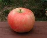 Malus domestica Irish Peach - Irish Peach Apple Malus domestica Irish Peach - Irish Peach Apple