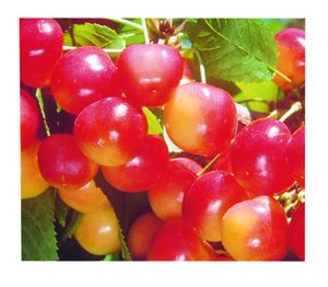 Prunus avium Rainier - Rainier Blush Sweet Cherry