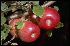 Malus domestica State Fair - State Fair Apple Malus domestica State Fair - State Fair Apple